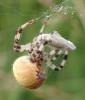 Araneus quadratus